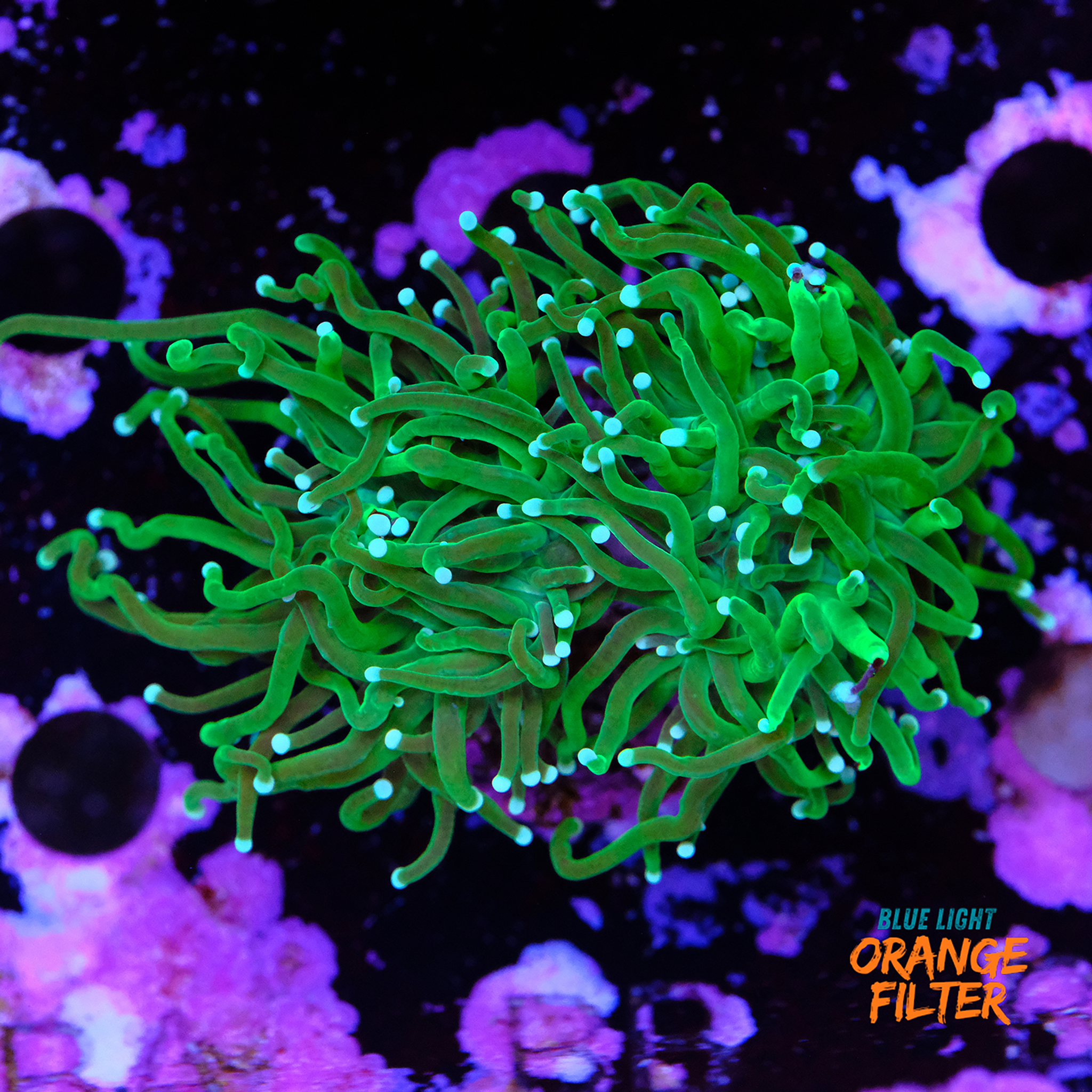 Green torch Euphyllia two heads