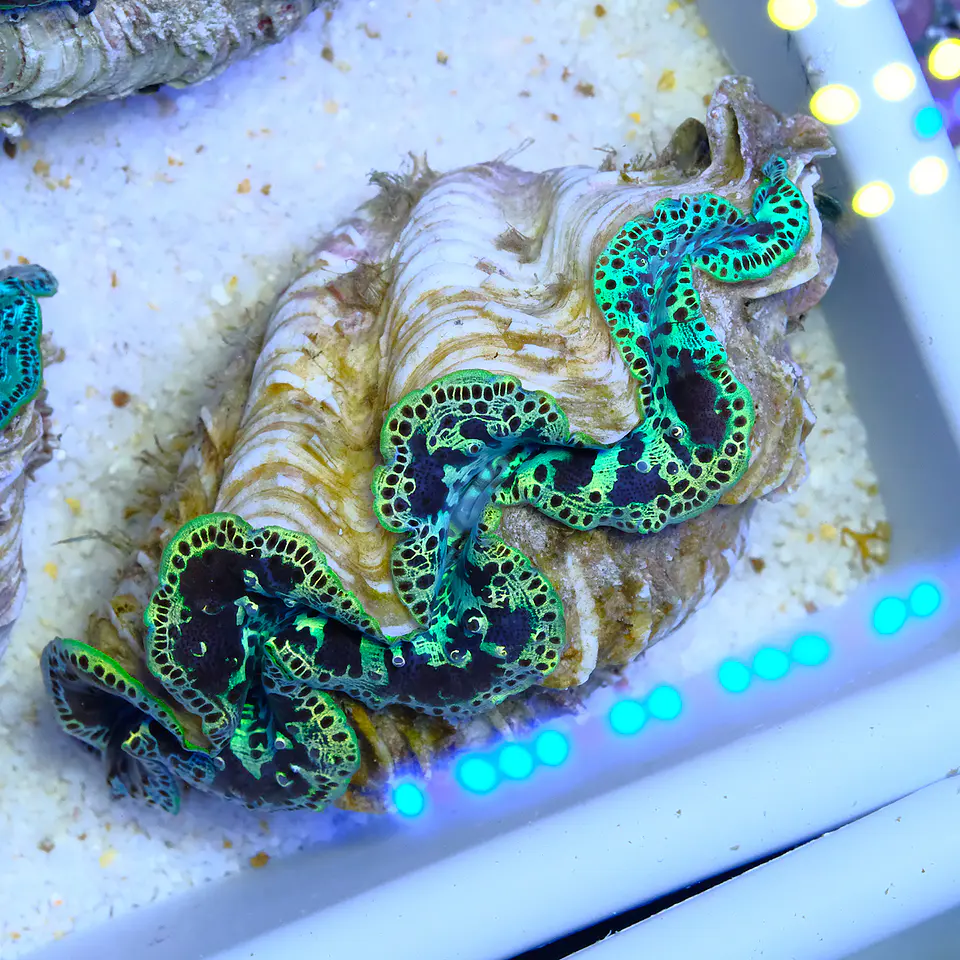 Tridacna maxima ultra 1
