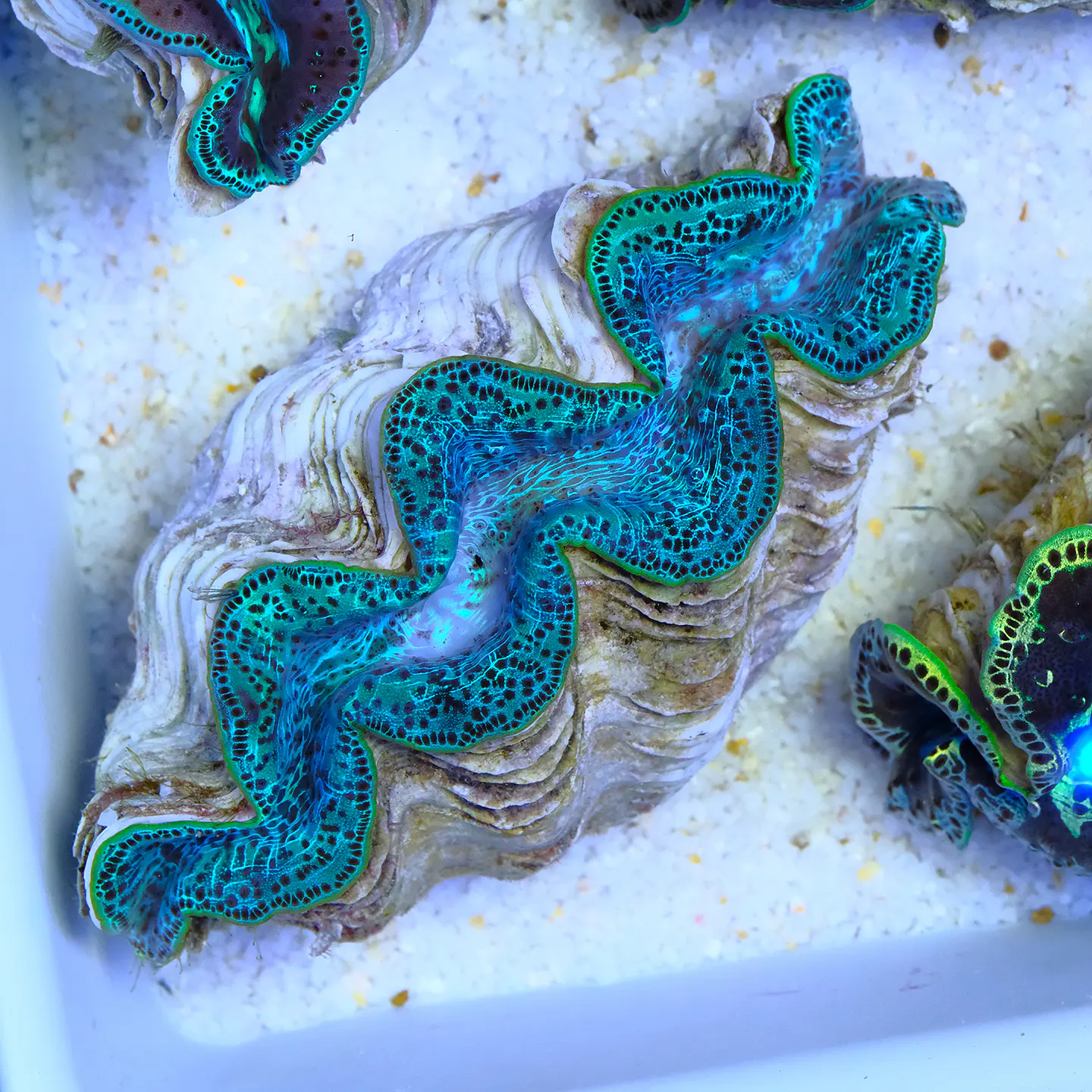 Tridacna maxima ultra 1