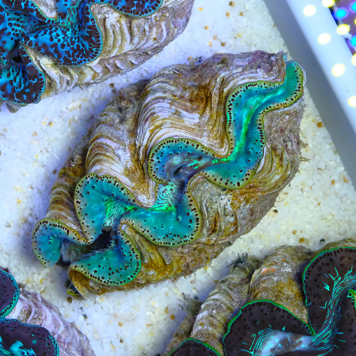Tridacna maxima ultra 1