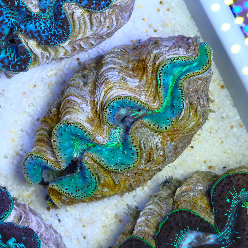 Tridacna maxima ultra 1
