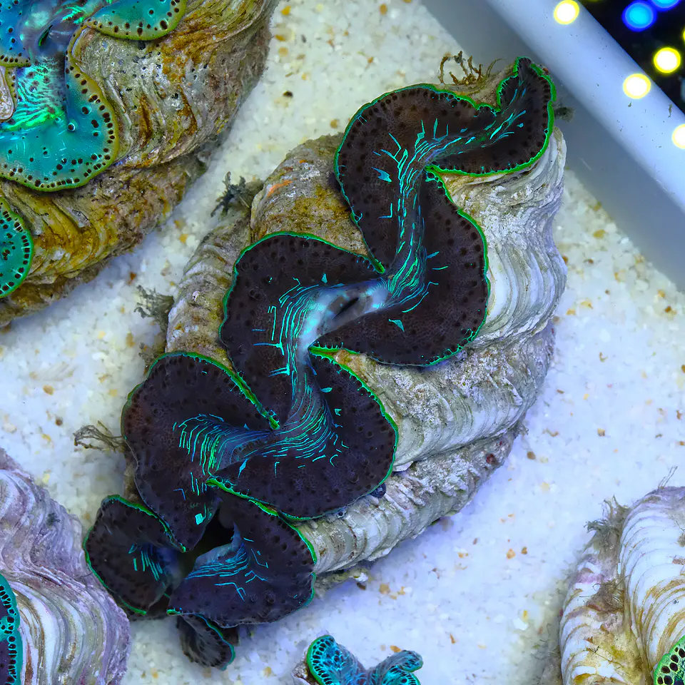 Tridacna maxima ultra 1