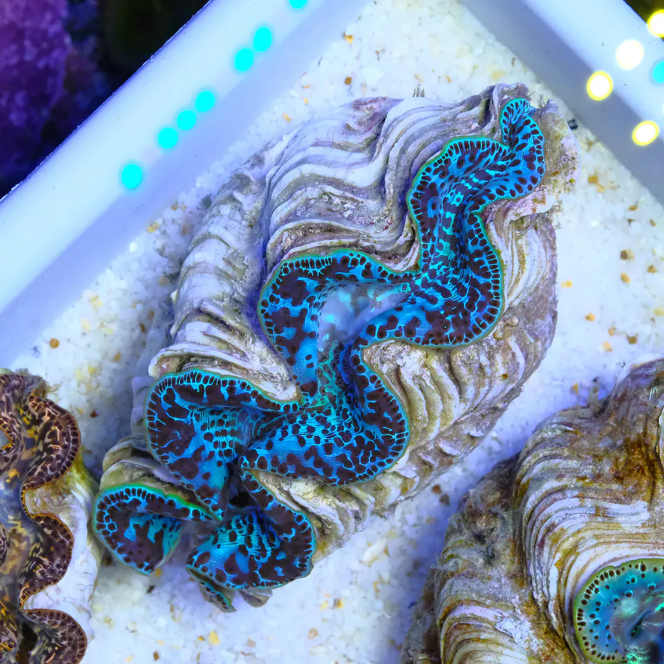 Tridacna maxima ultra 1