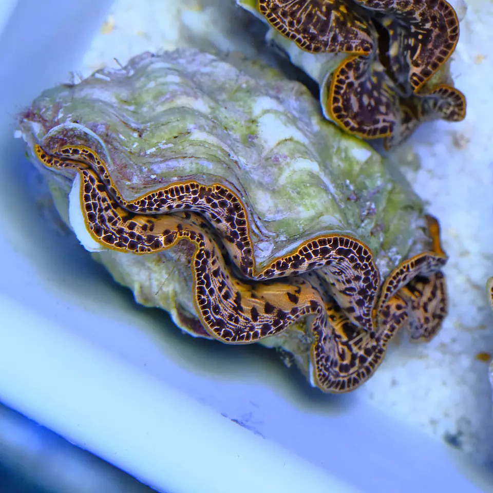 Tridacna maxima gold 1