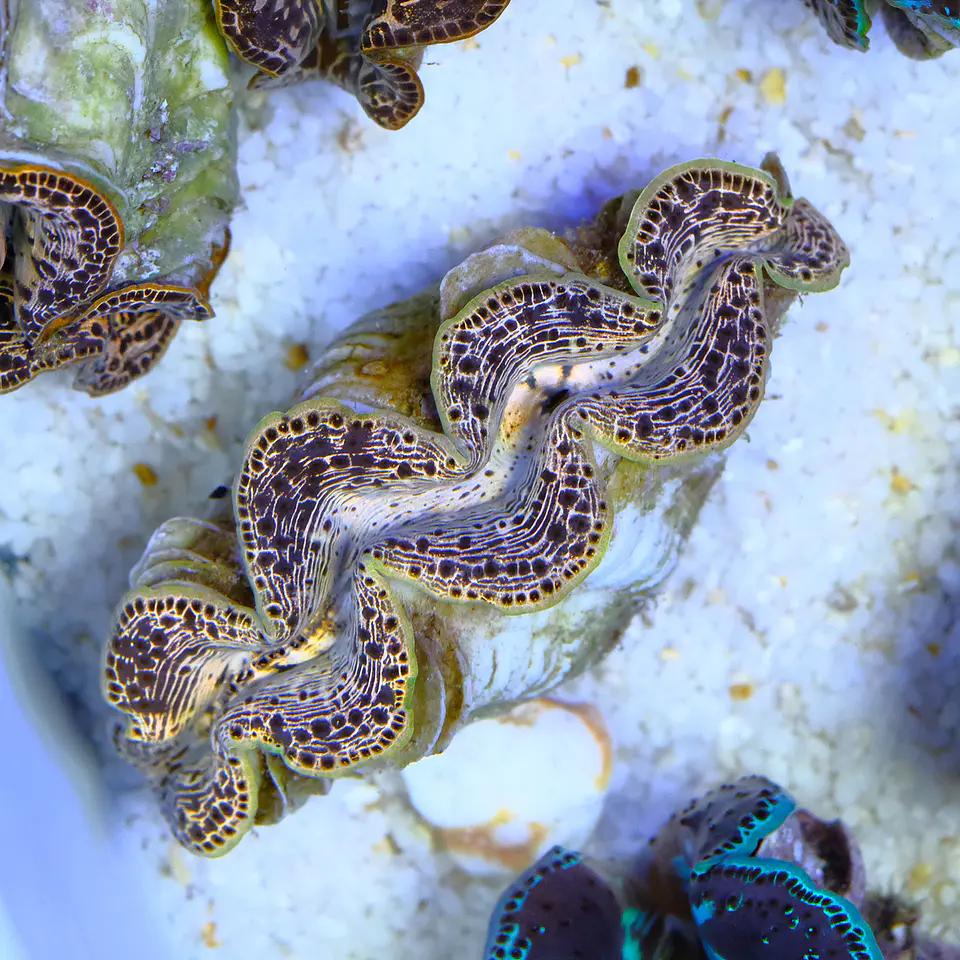 Tridacna maxima gold 1