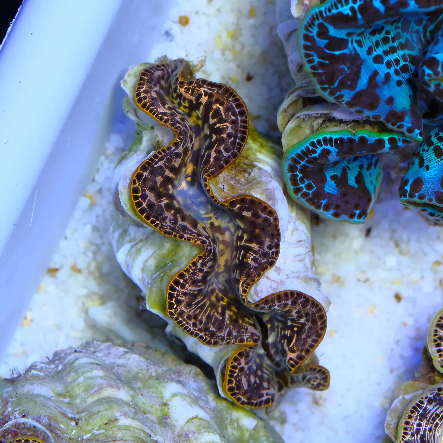 Tridacna maxima gold 1