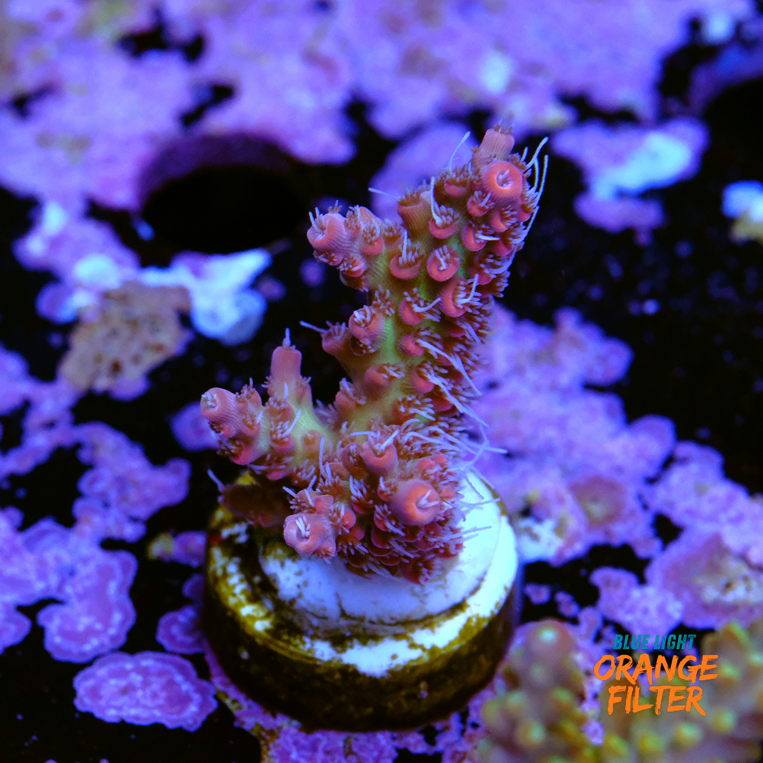 Acropora strawberry shortcake 1