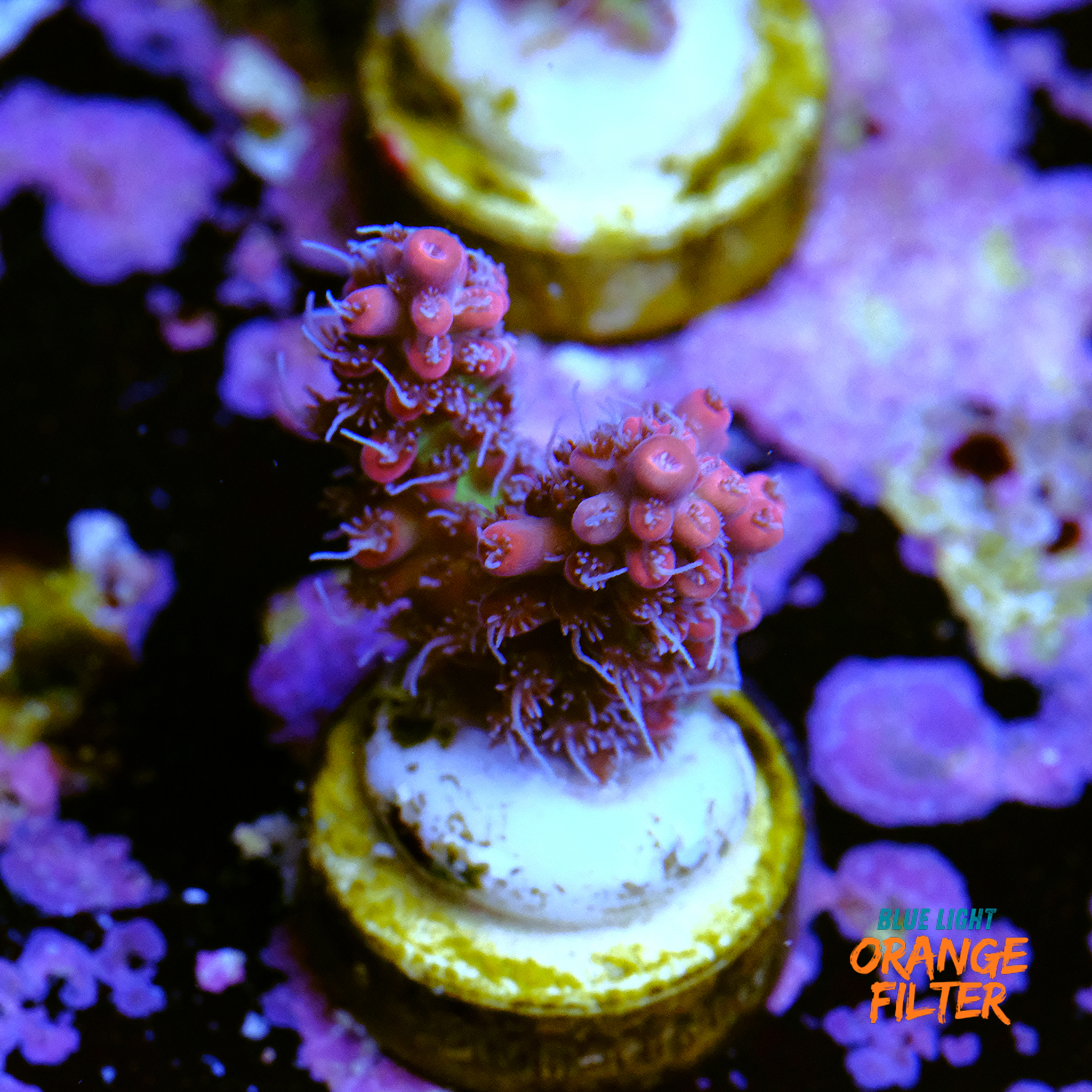 Acropora strawberry shortcake