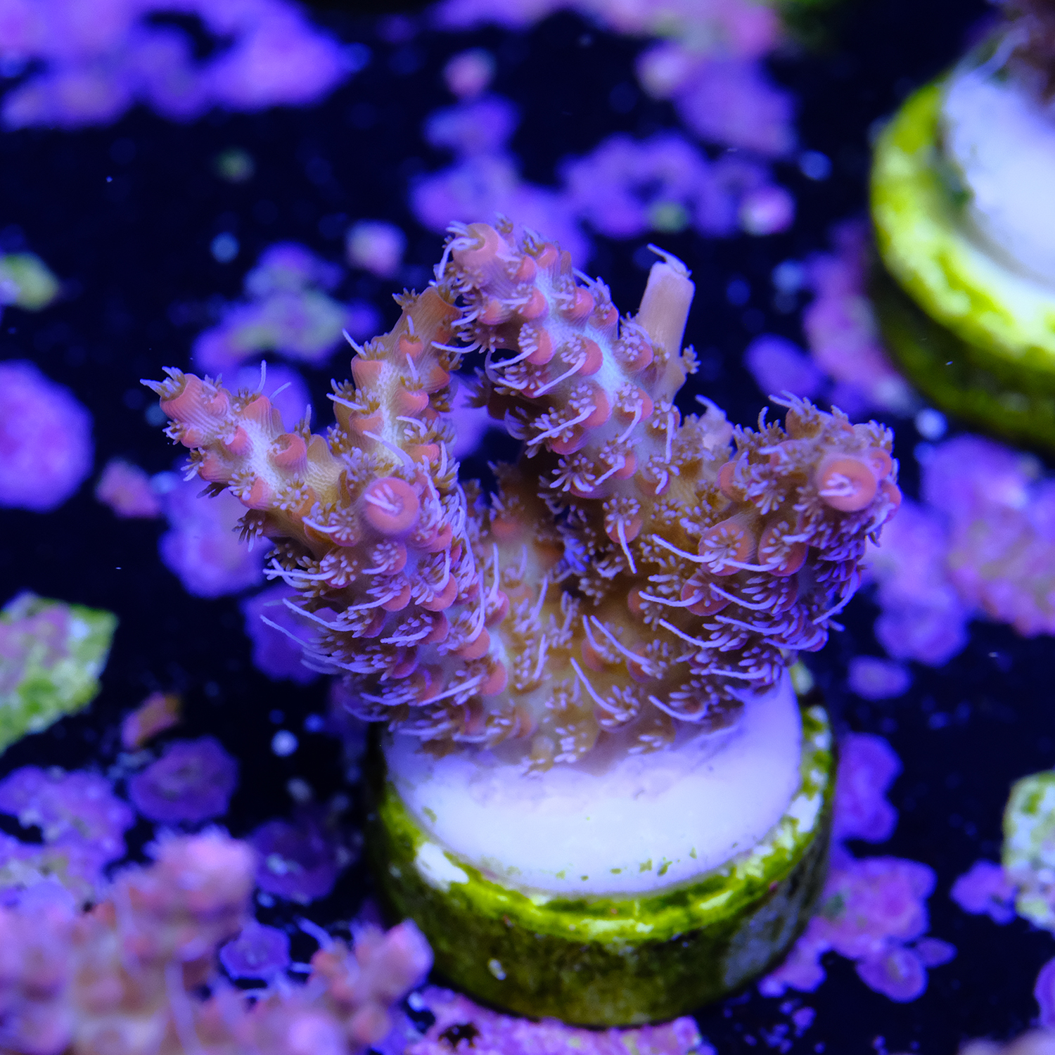 Acropora strawberry shortcake 2