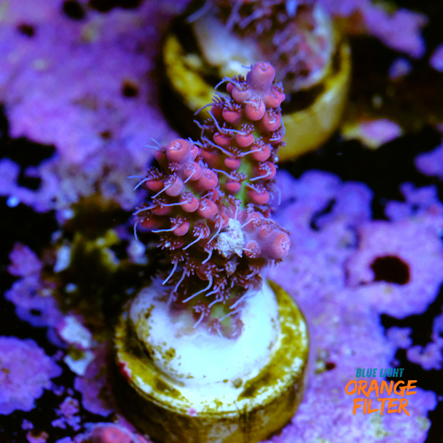 Acropora strawberry shortcake 1