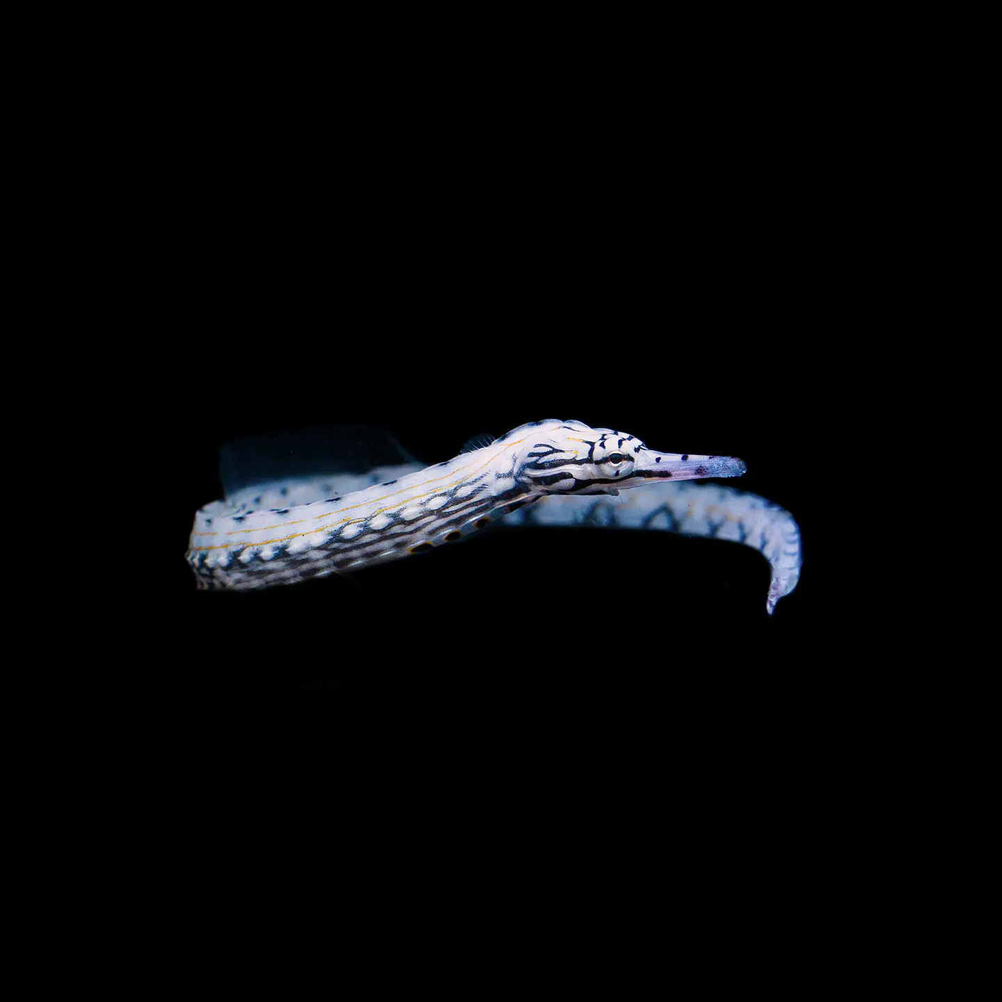 Corythoichthys intestinalis 1
