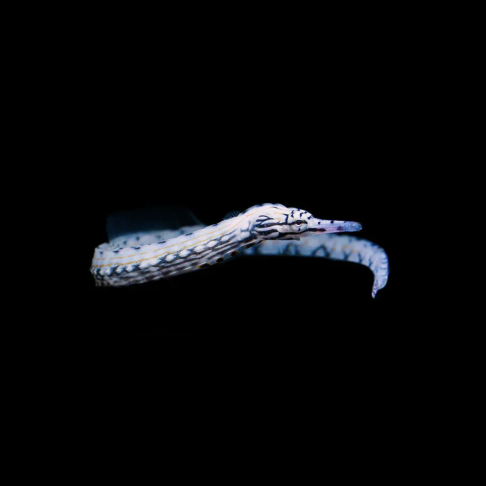 Corythoichthys intestinalis 1