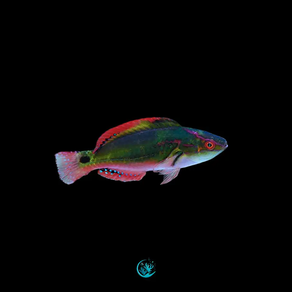 Cirrhilabrus exquisitus 1