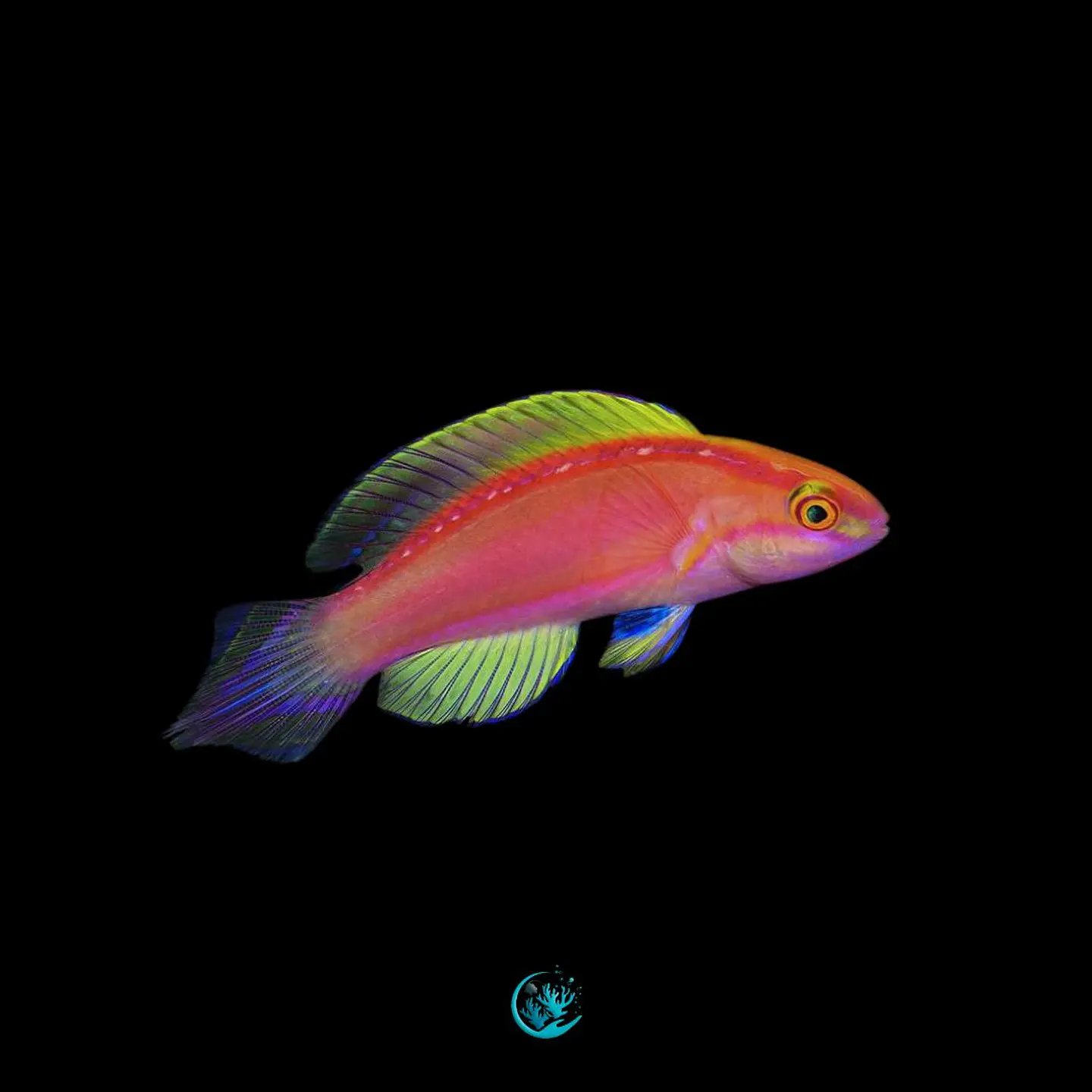 Cirrhilabrus rosefascia 1