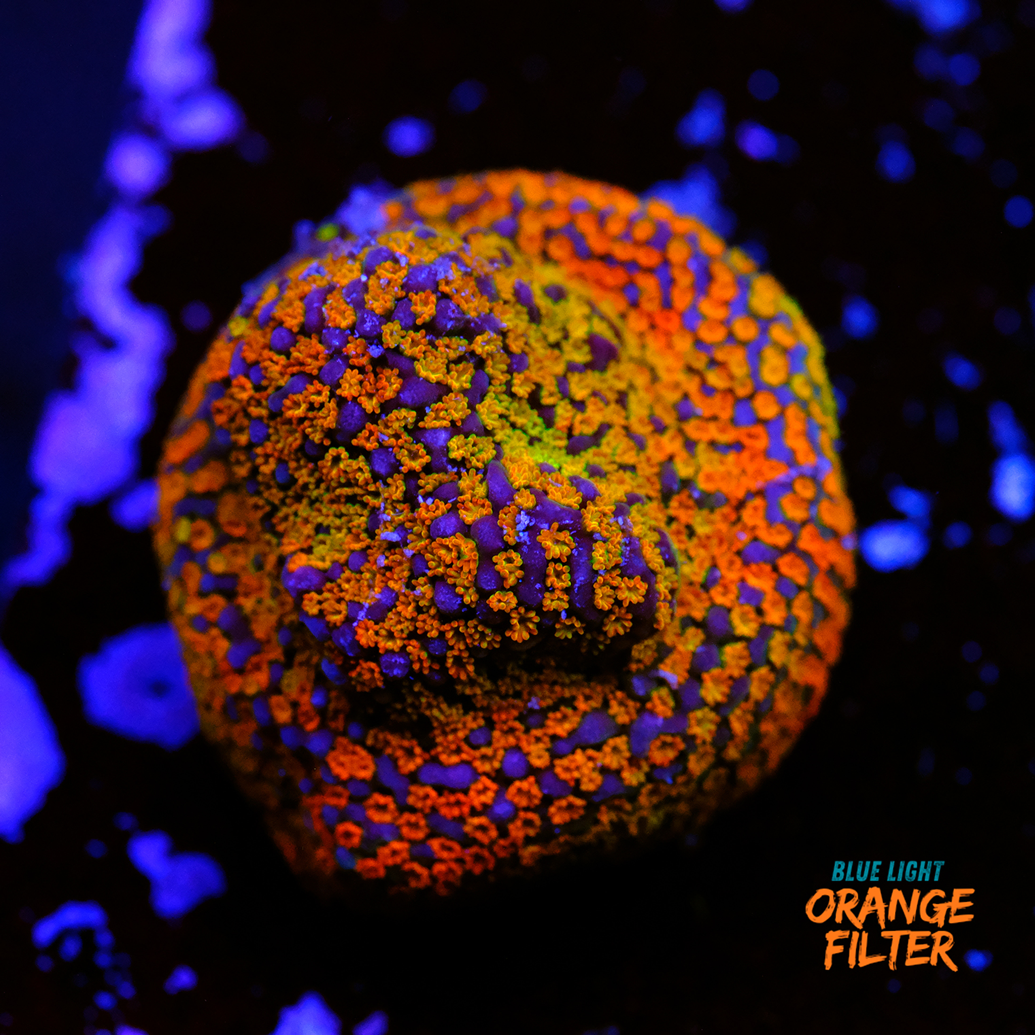 Rainbow montipora