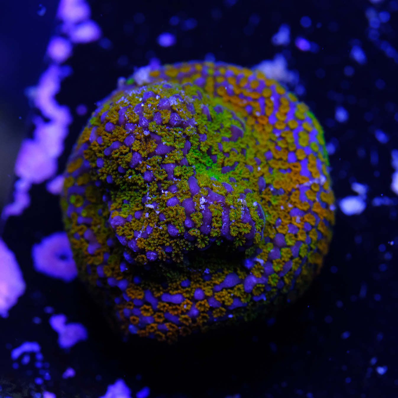 Rainbow montipora 2