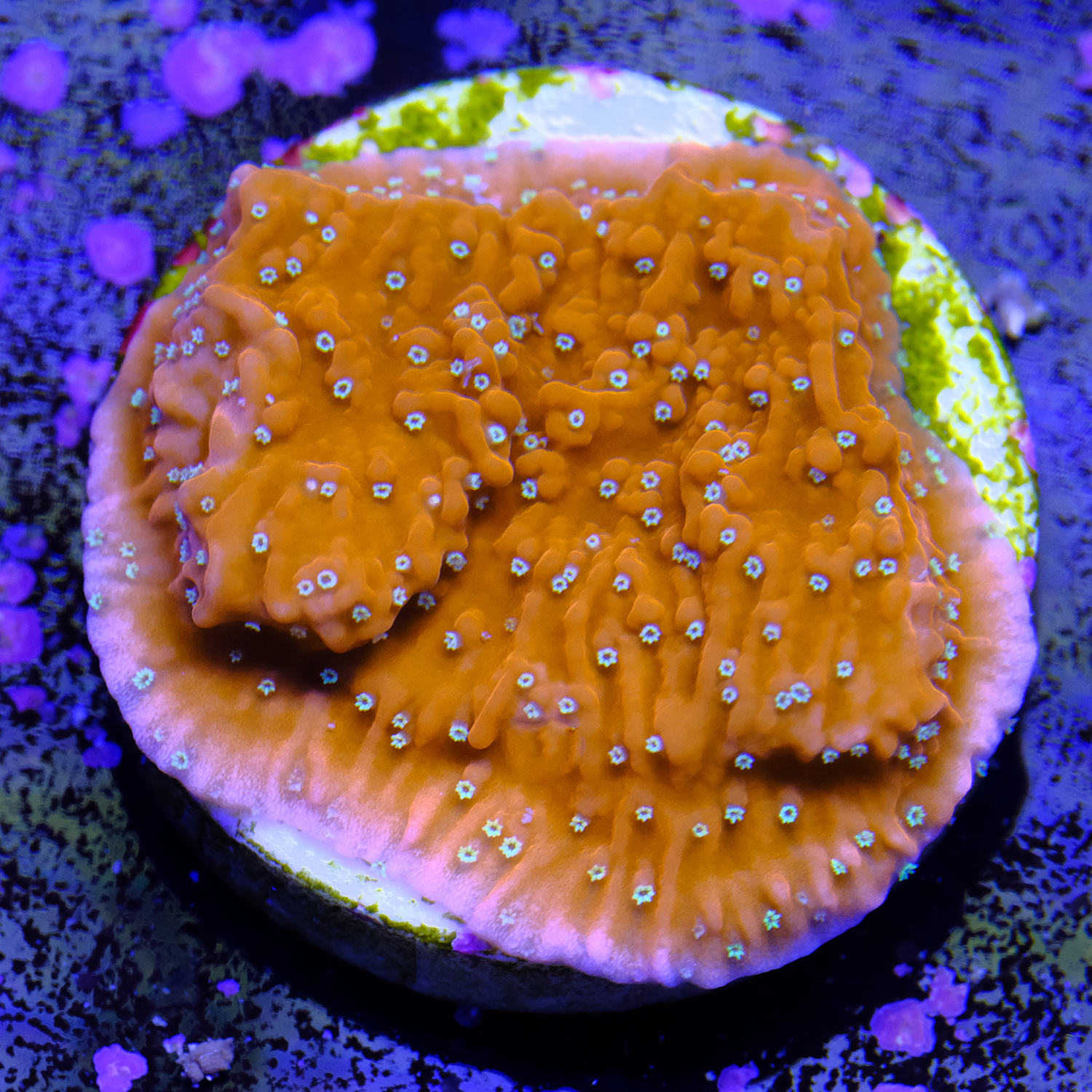 Snow cap montipora 2