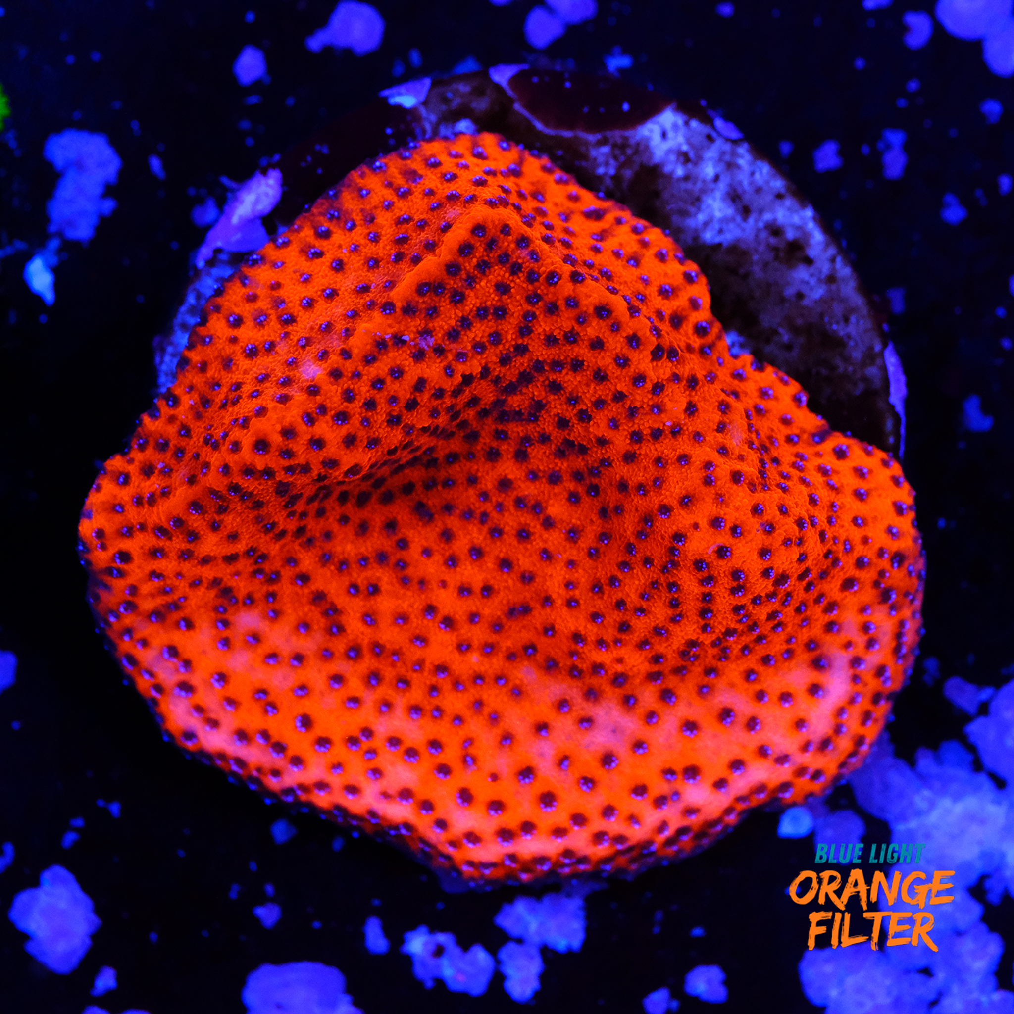 Montipora mystic