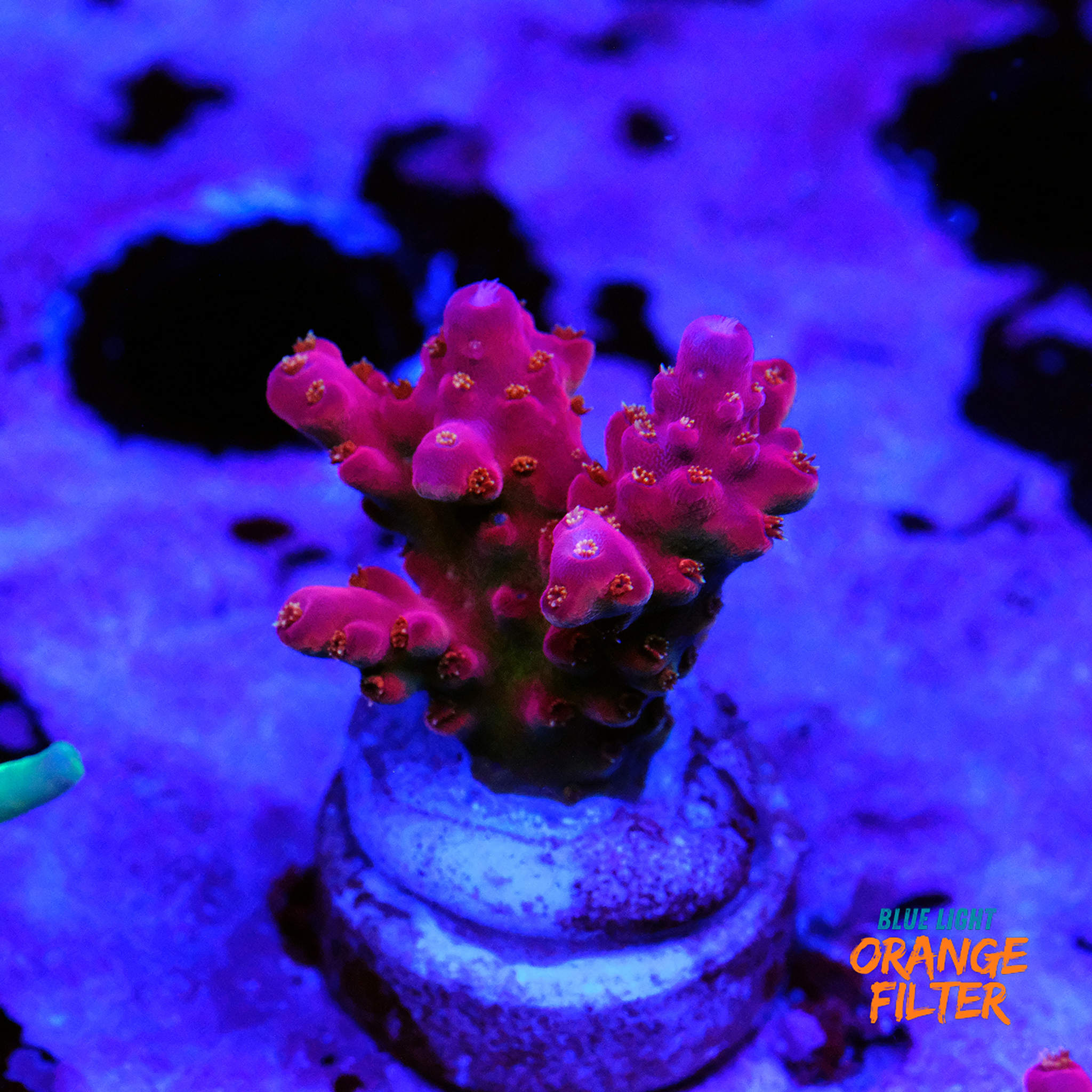 Cherry blossom acropora 