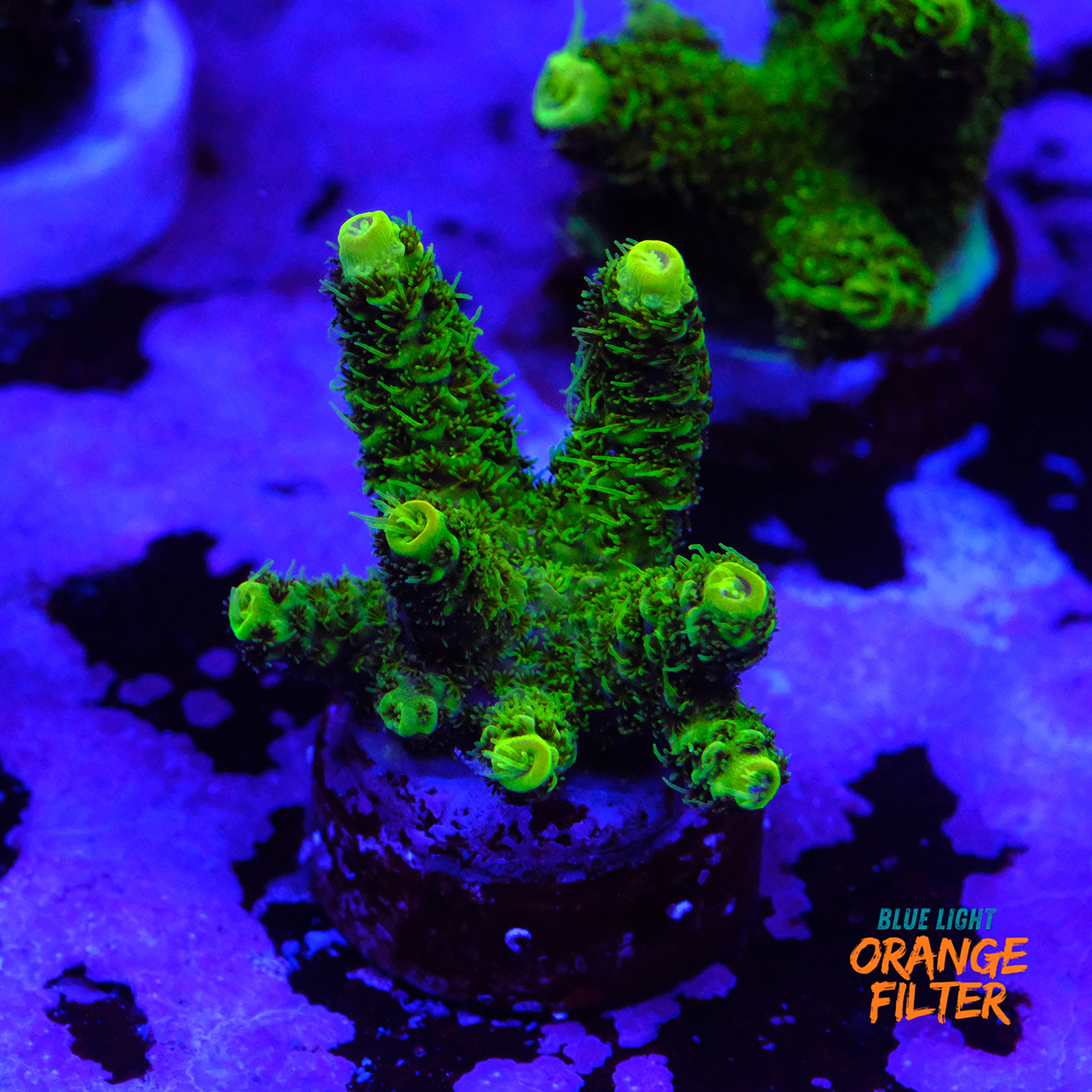 Green millepora