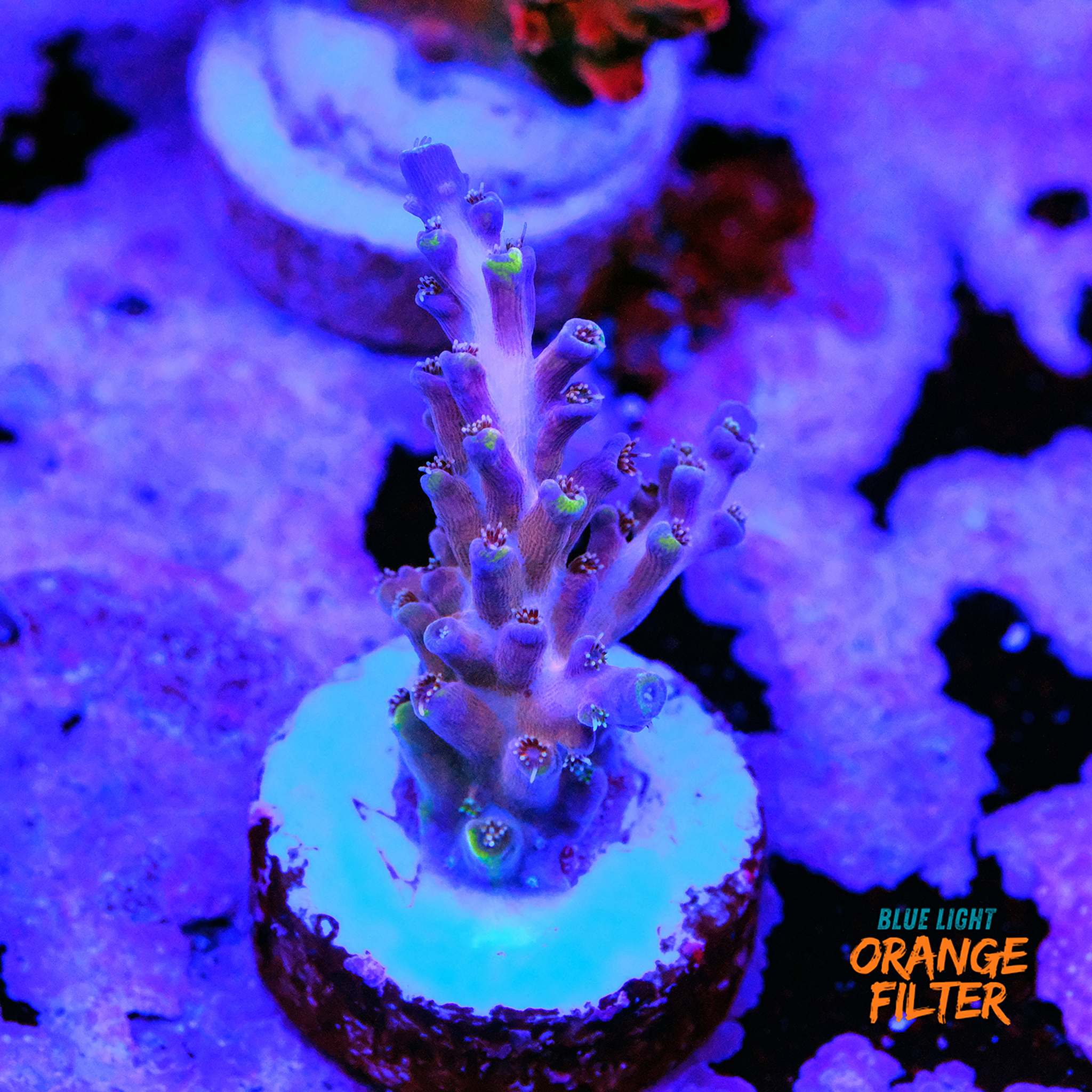 Sunset nebula acropora