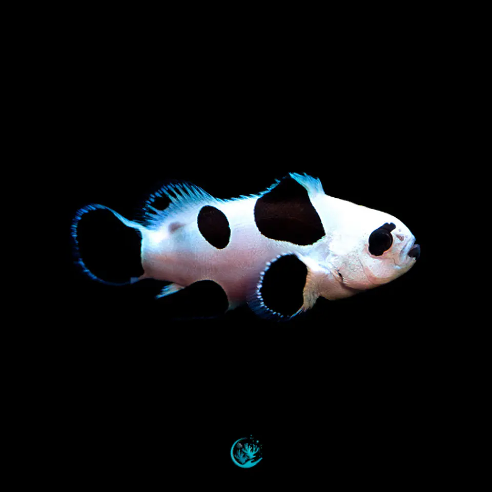 Black Storm Ocellaris  1