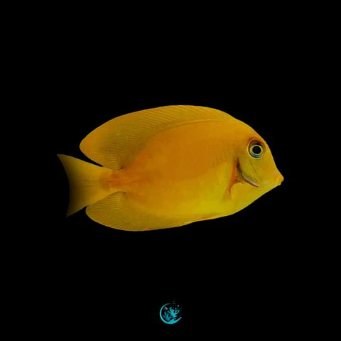 Acanthurus Pyroferus - Mustard 