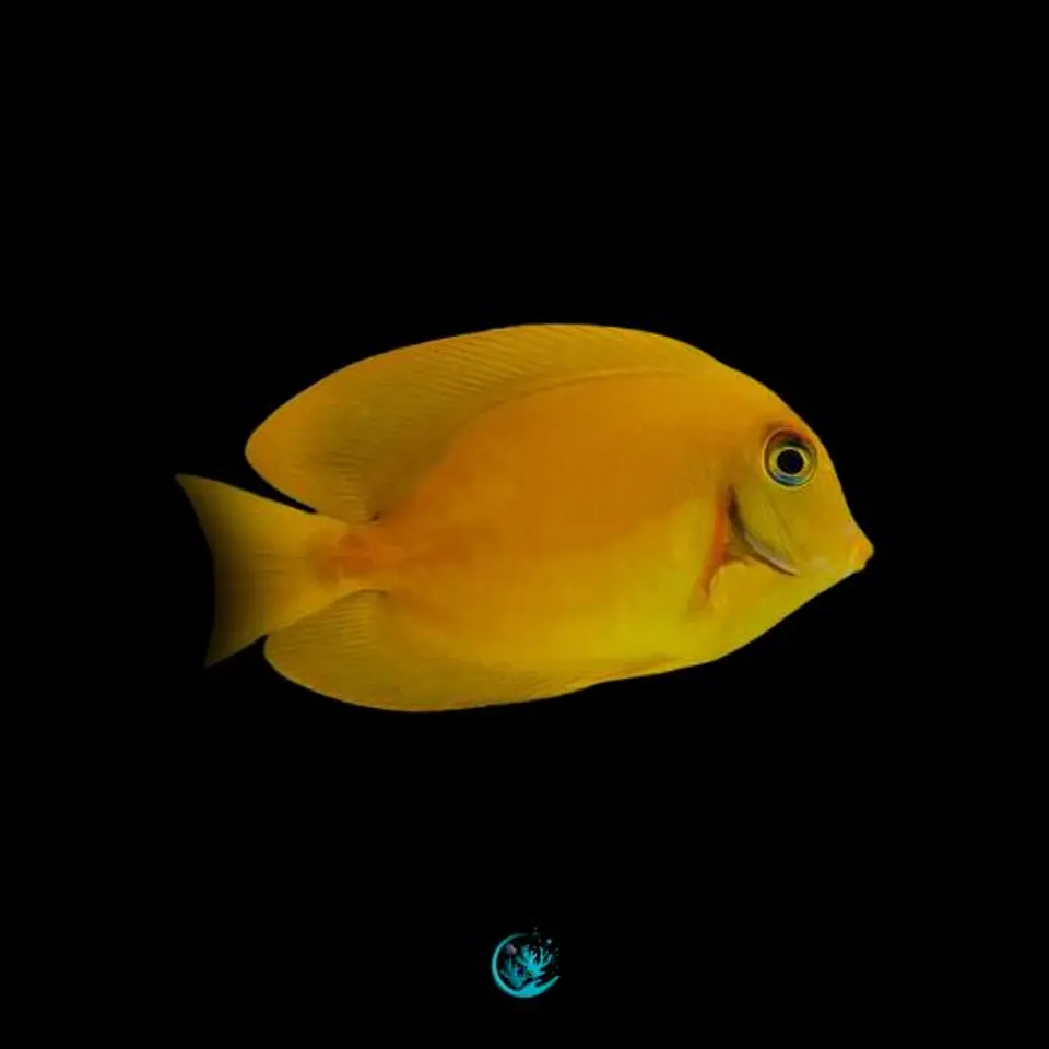 Acanthurus Pyroferus - Mustard  1