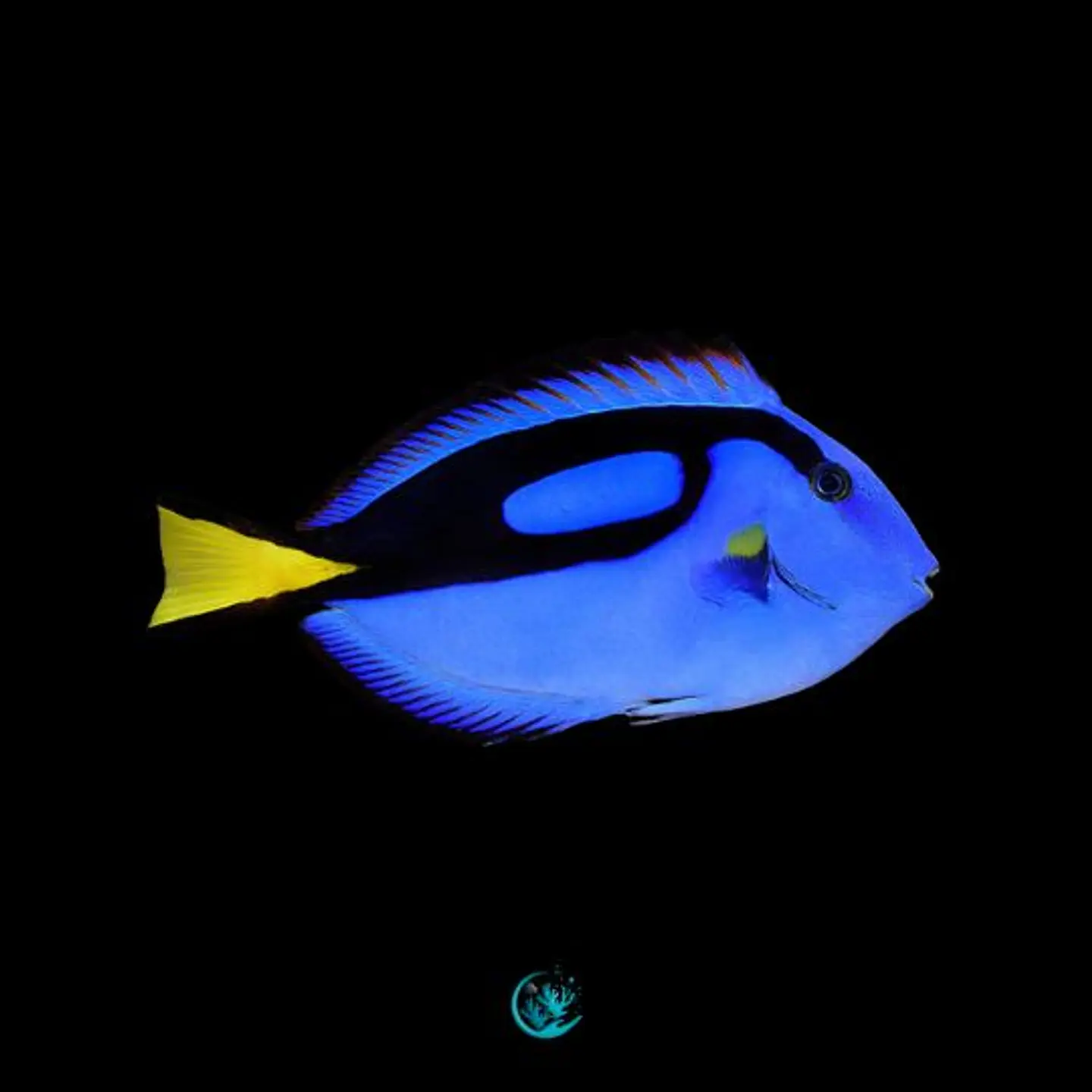 Acanthurus Hepatus  1