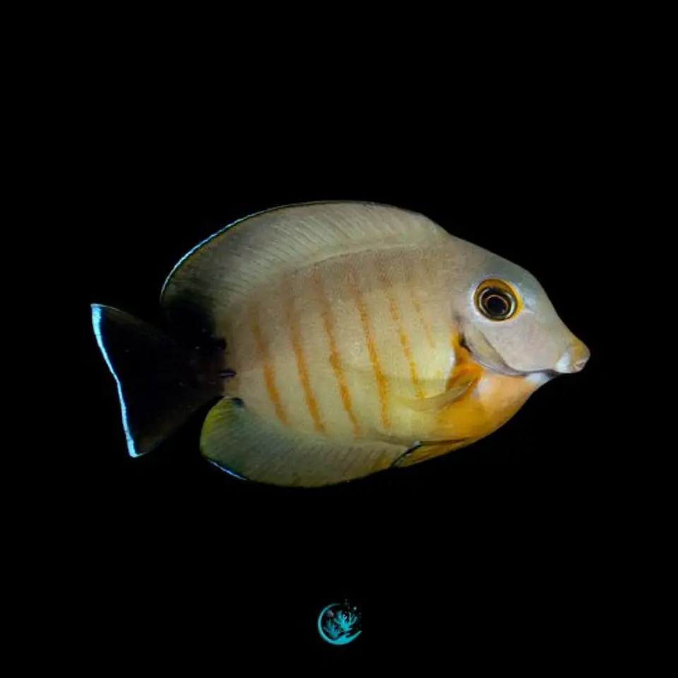 Acanthurus Tristis 1