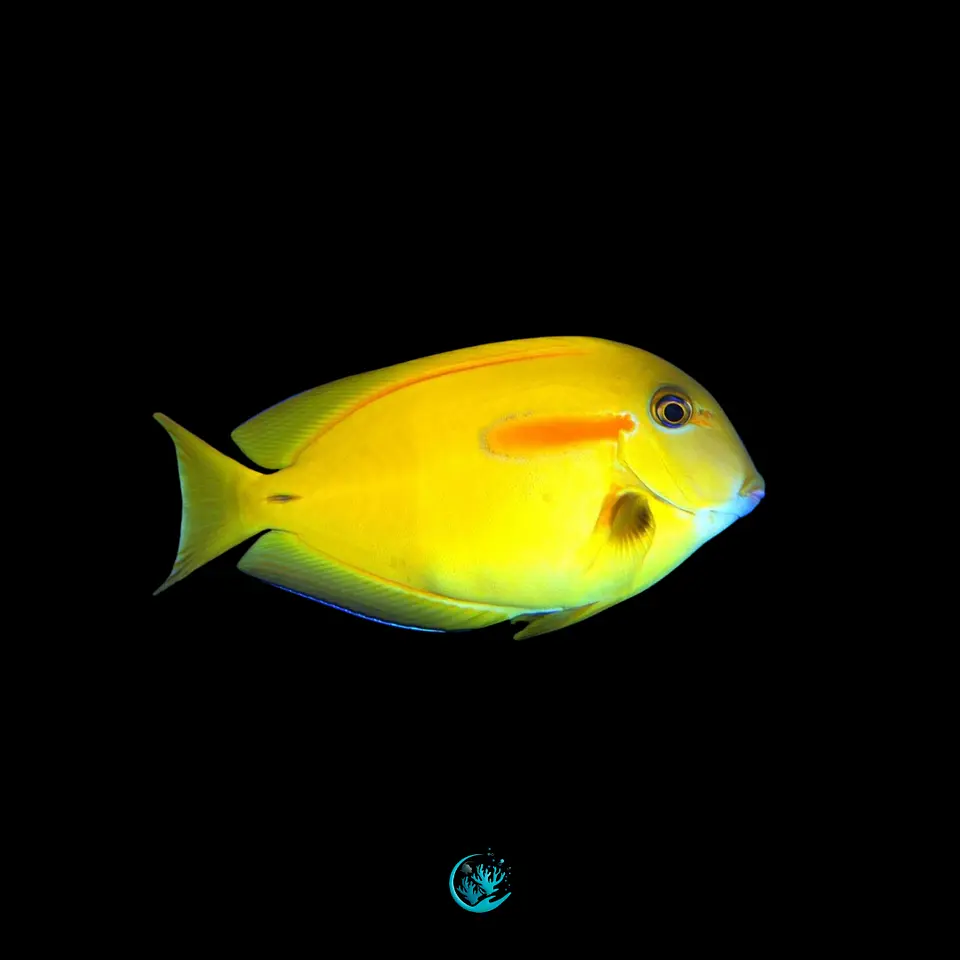 Acanthurus Olivaceus 1