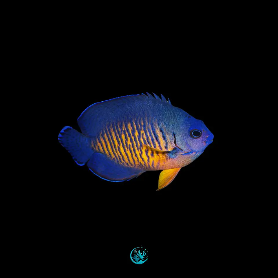 Centropyge Bispinosa 1