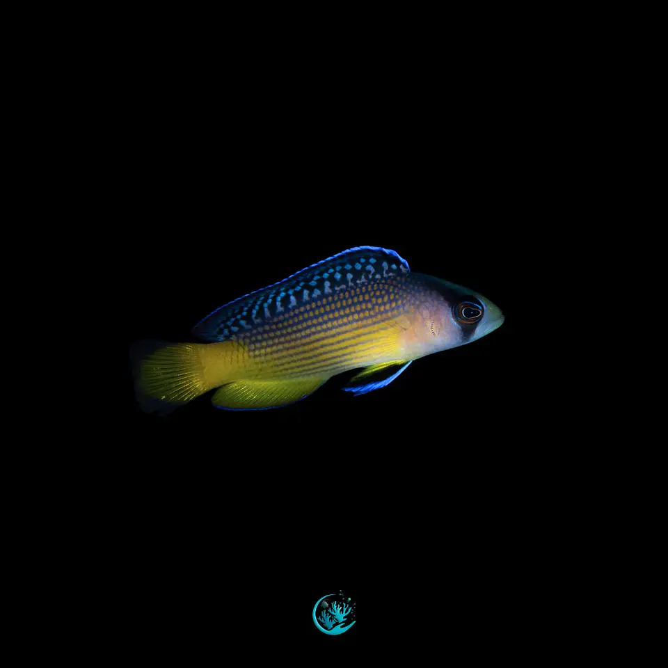 Manonichthys splendens 1
