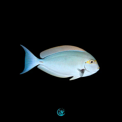 Acanthurus Mata