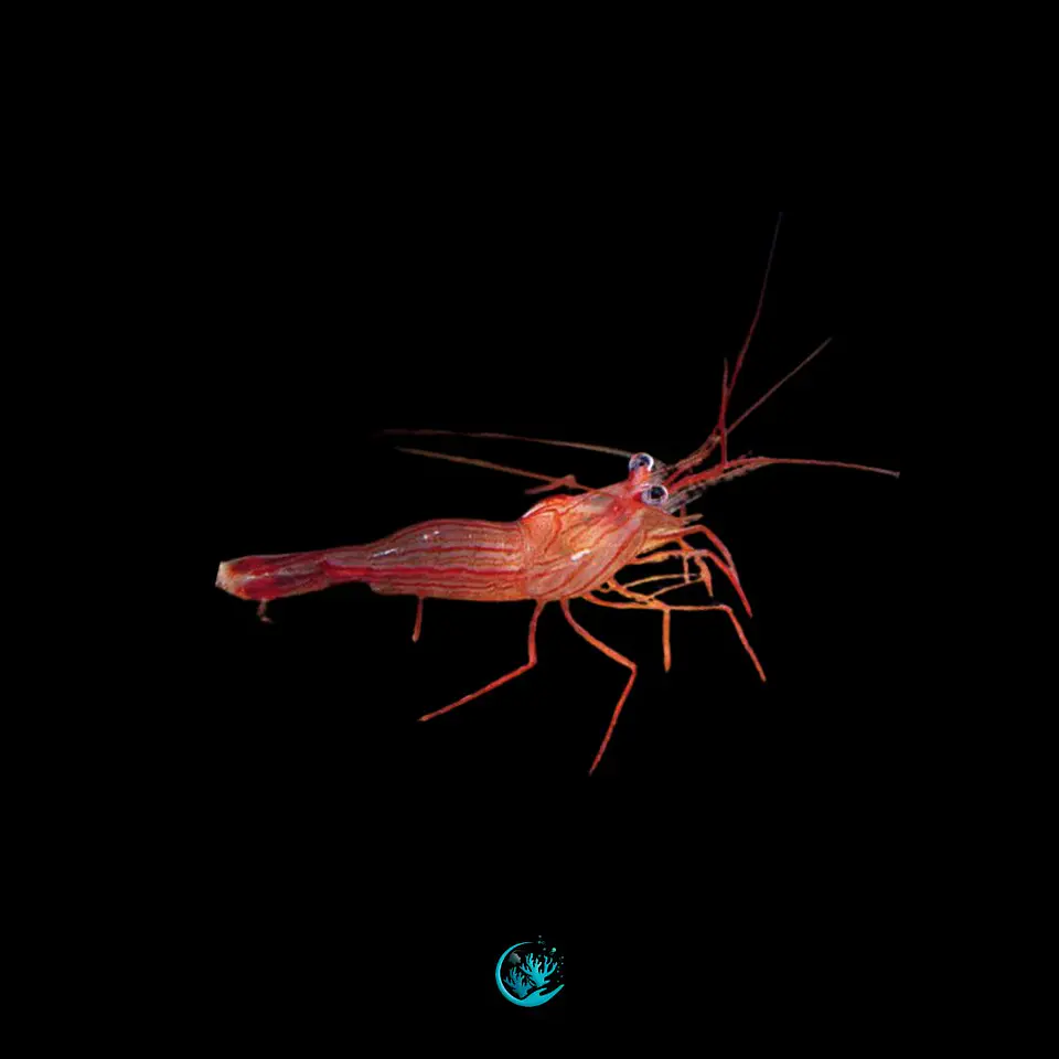 Lysmata wundermanni 1
