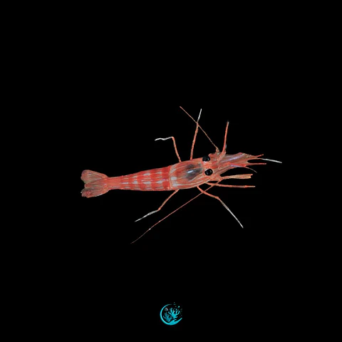 Lysmata Seticaudata
