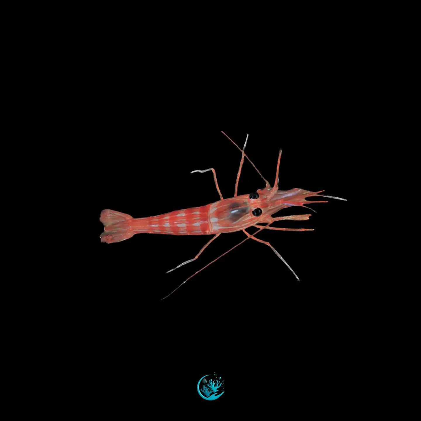 Lysmata Seticaudata 1