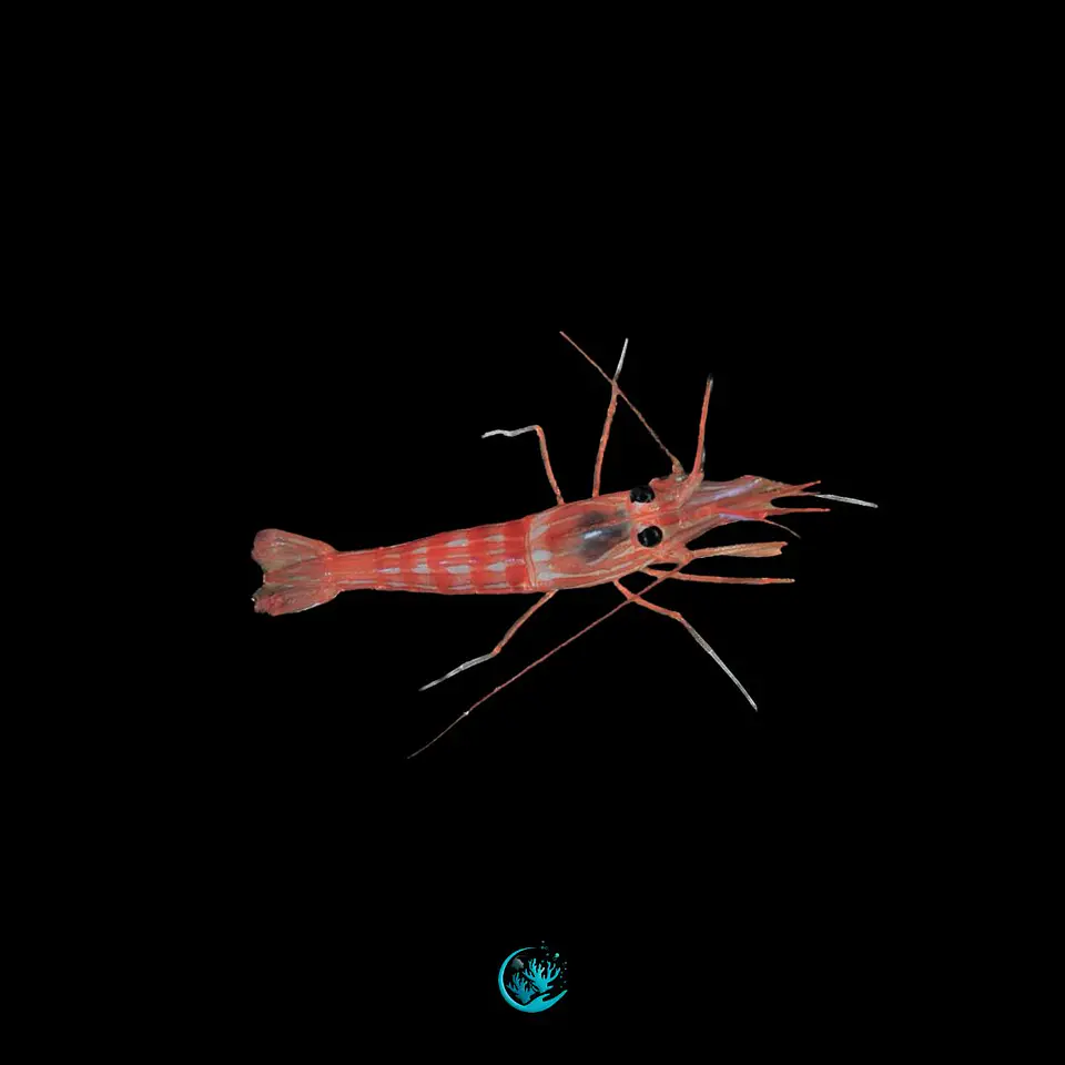 Lysmata Seticaudata 1