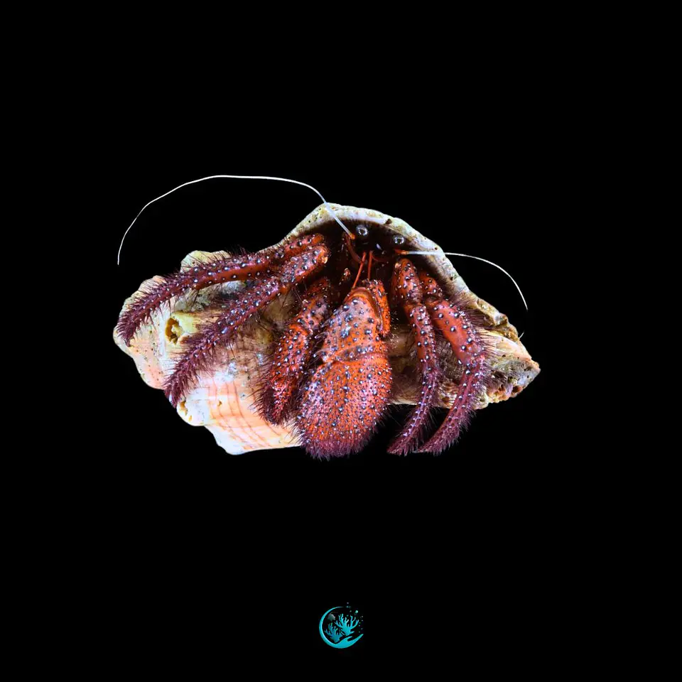 Dardanus megistos 1