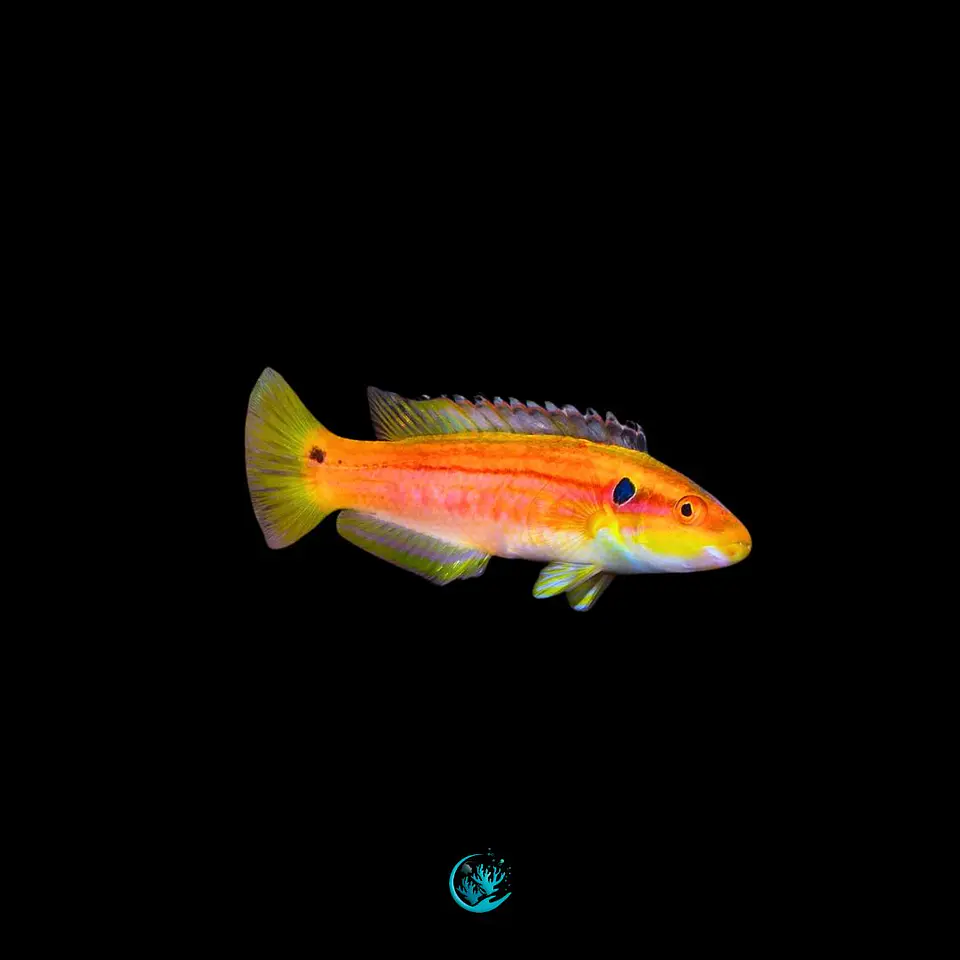 Bodianus bimaculatus 1