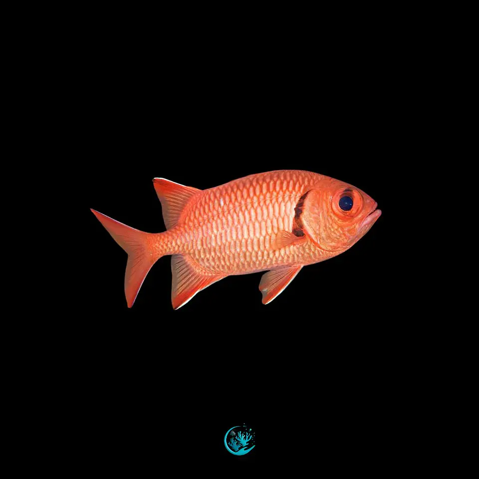 Myripristis Murdjan  1