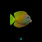 Ctenochaetus Truncatus - Thumbnail 1