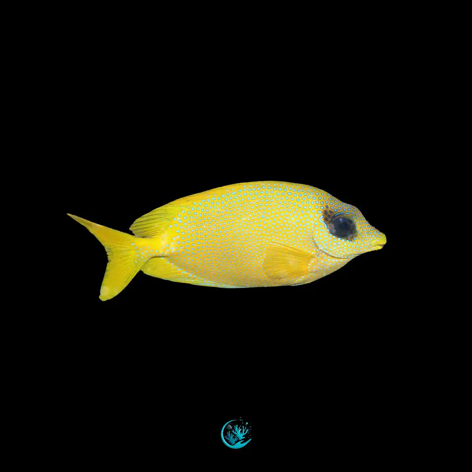 Siganus Corallinus 1