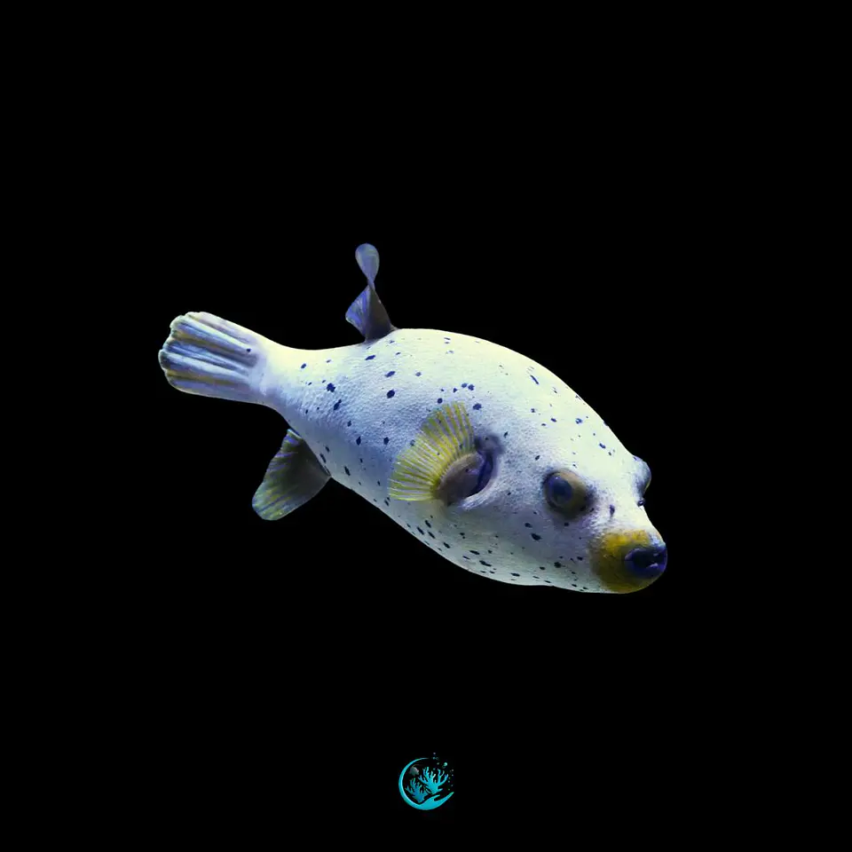 Arothron nigropunctatus 1