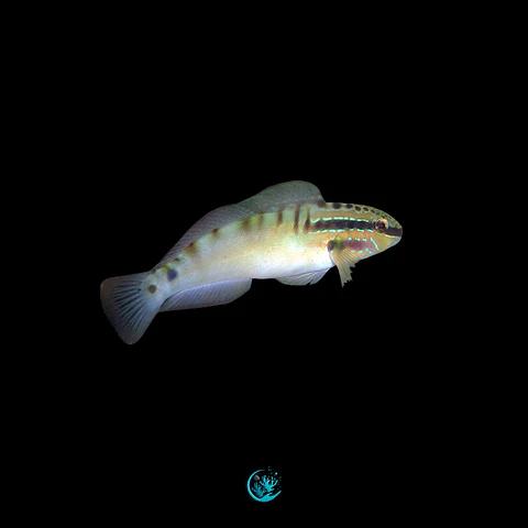 Amblygobius stethophthalmus