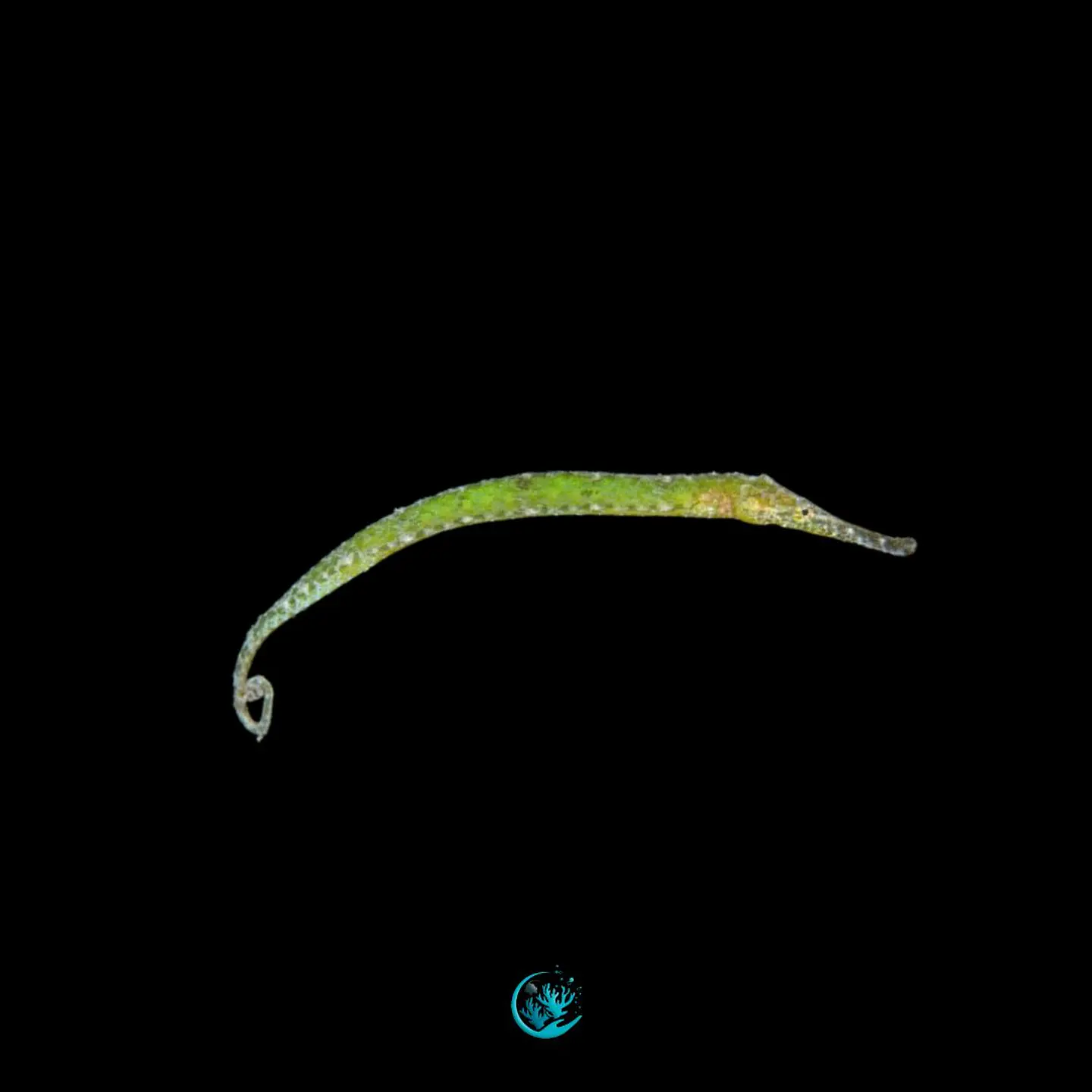 Syngnathoides biaculeatus 1