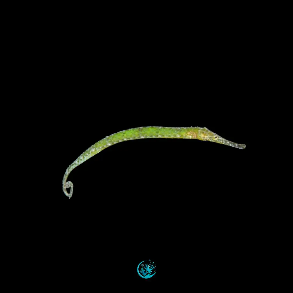 Syngnathoides biaculeatus 1