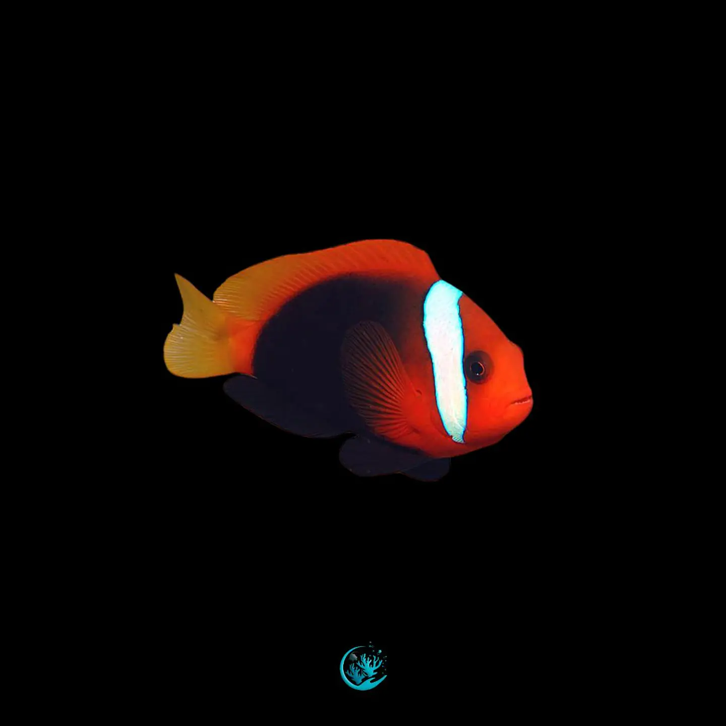Amphiprion frenatus 1
