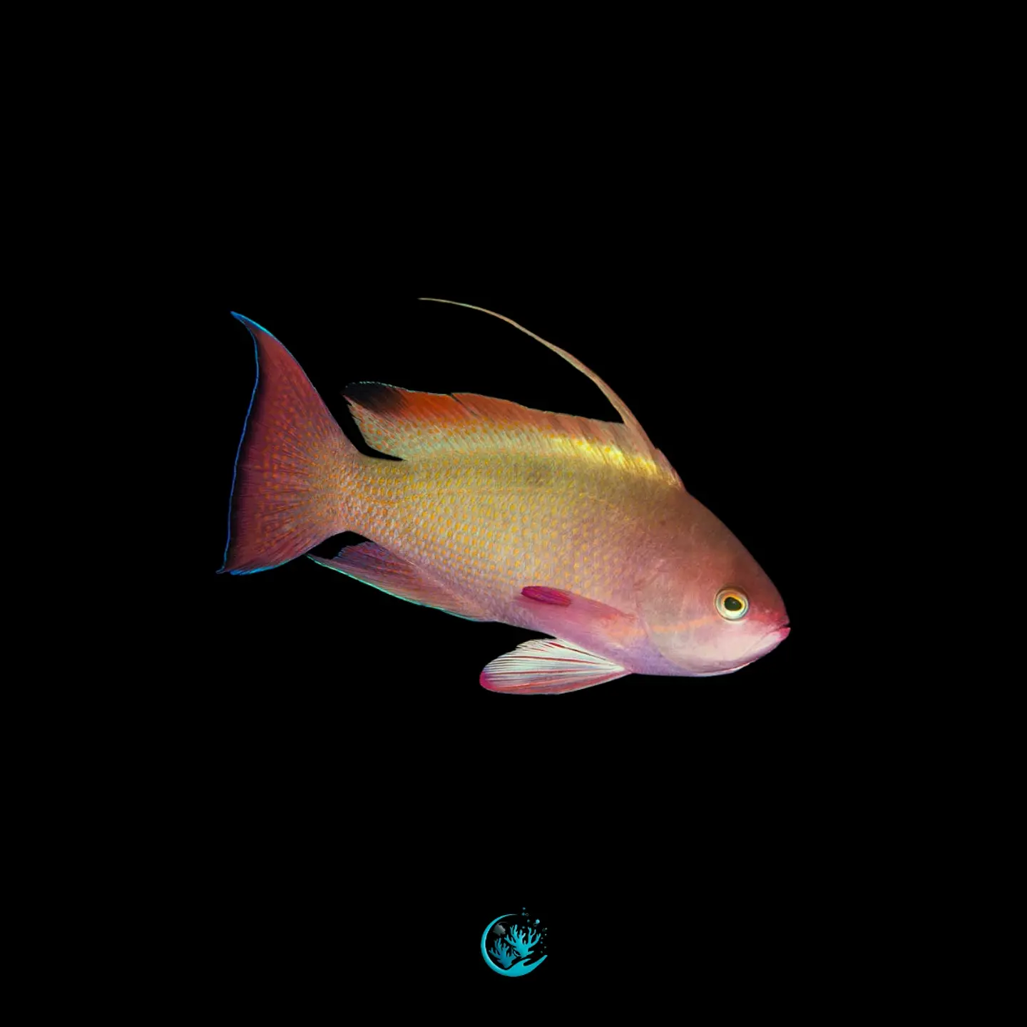 Pseudanthias cf Cheirospilos 1