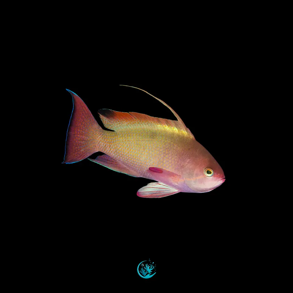 Pseudanthias cf Cheirospilos 1